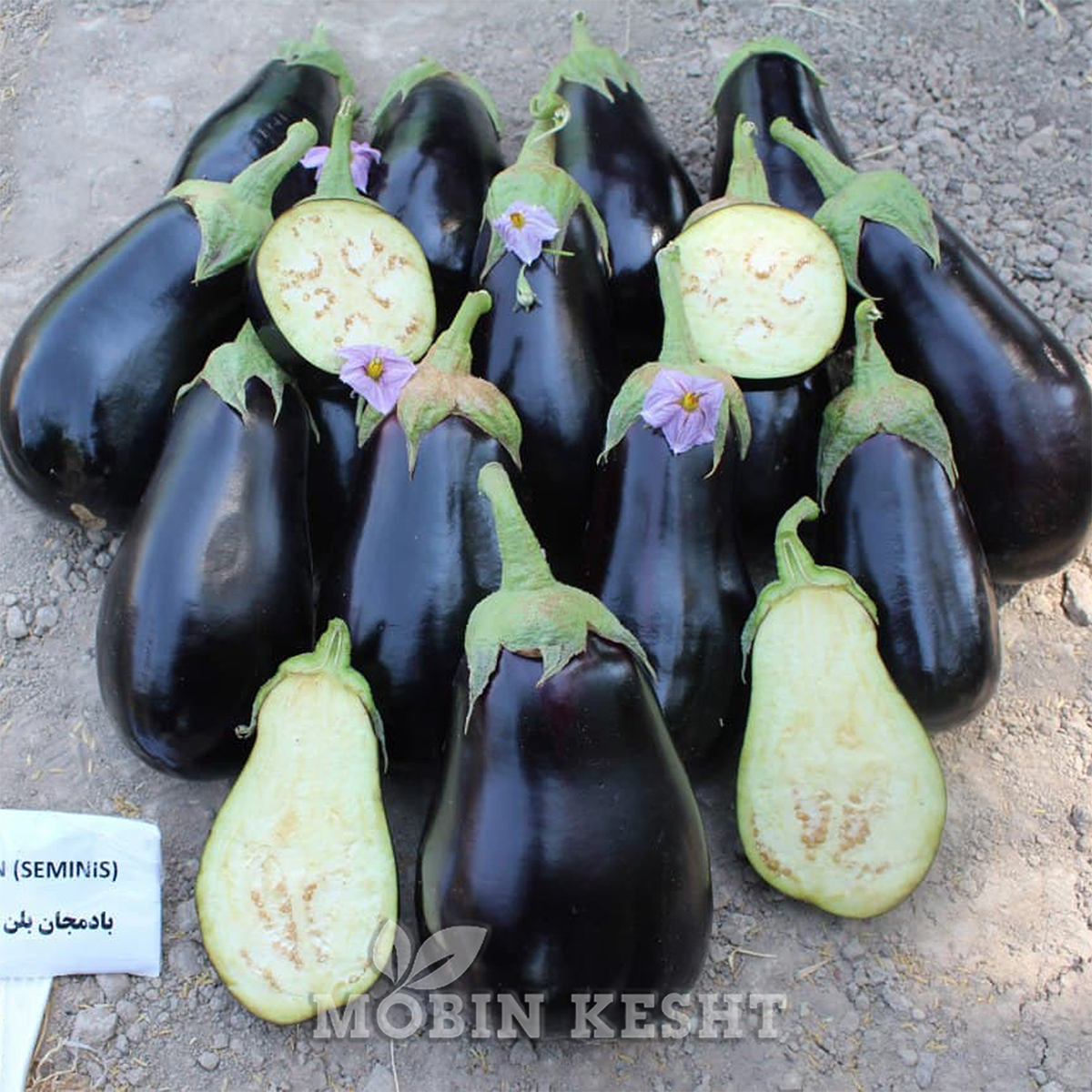 بادمجان بلن سمینیس