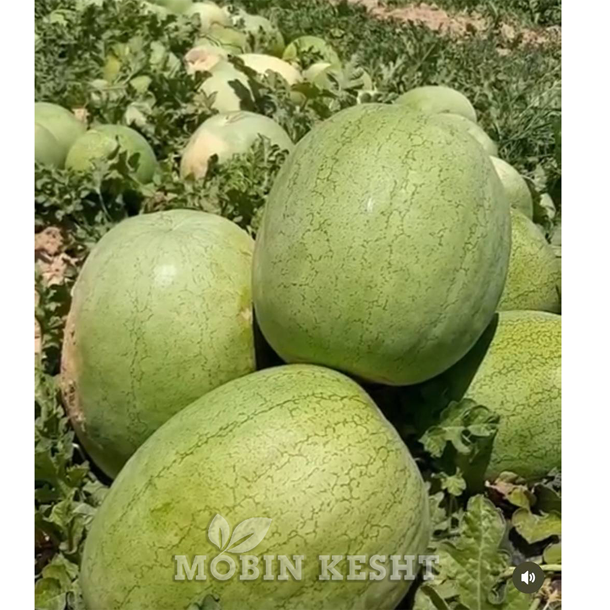 بذر هندوانه 8040 سینجنتا