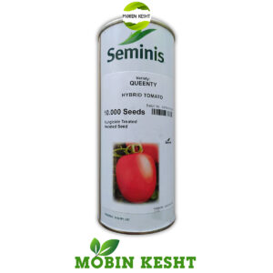 بذر گوجه کوئینتی