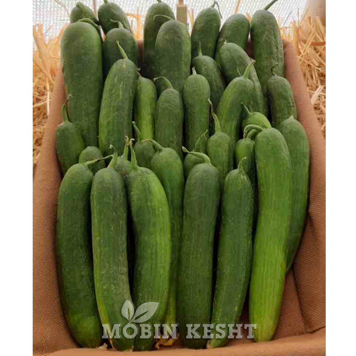 خیار 8306 سمینیس
