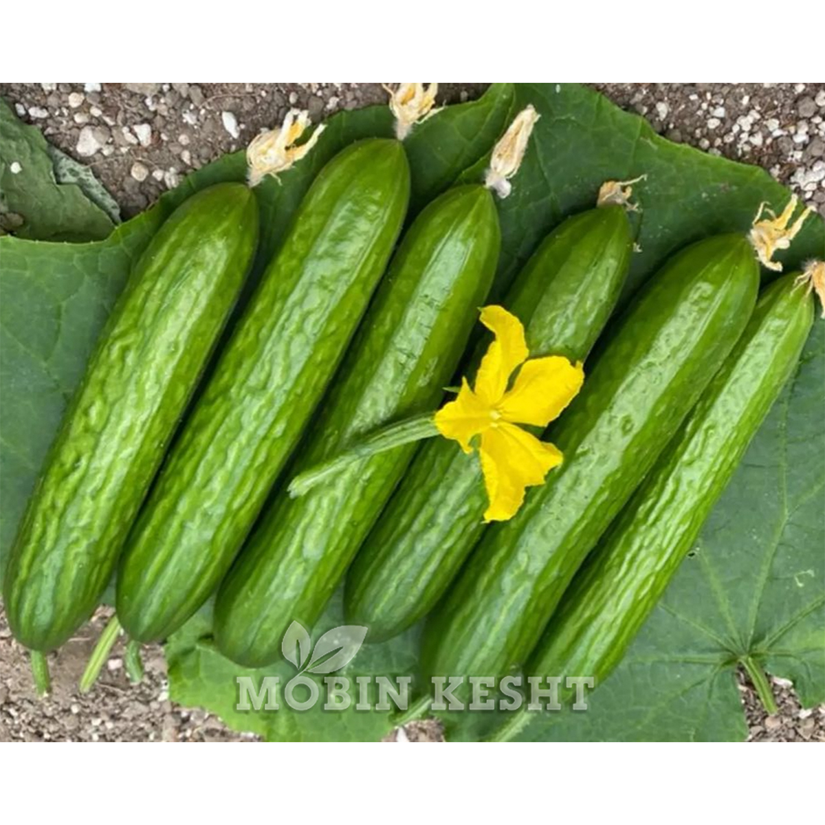 خیار تالیسیا