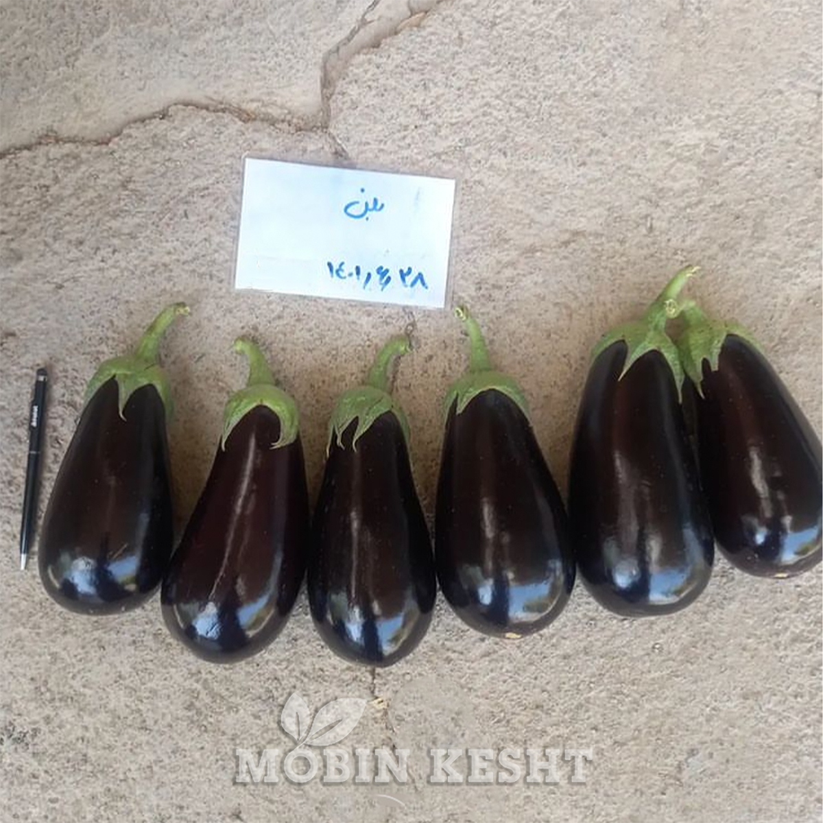 عکس بادمجان بلن