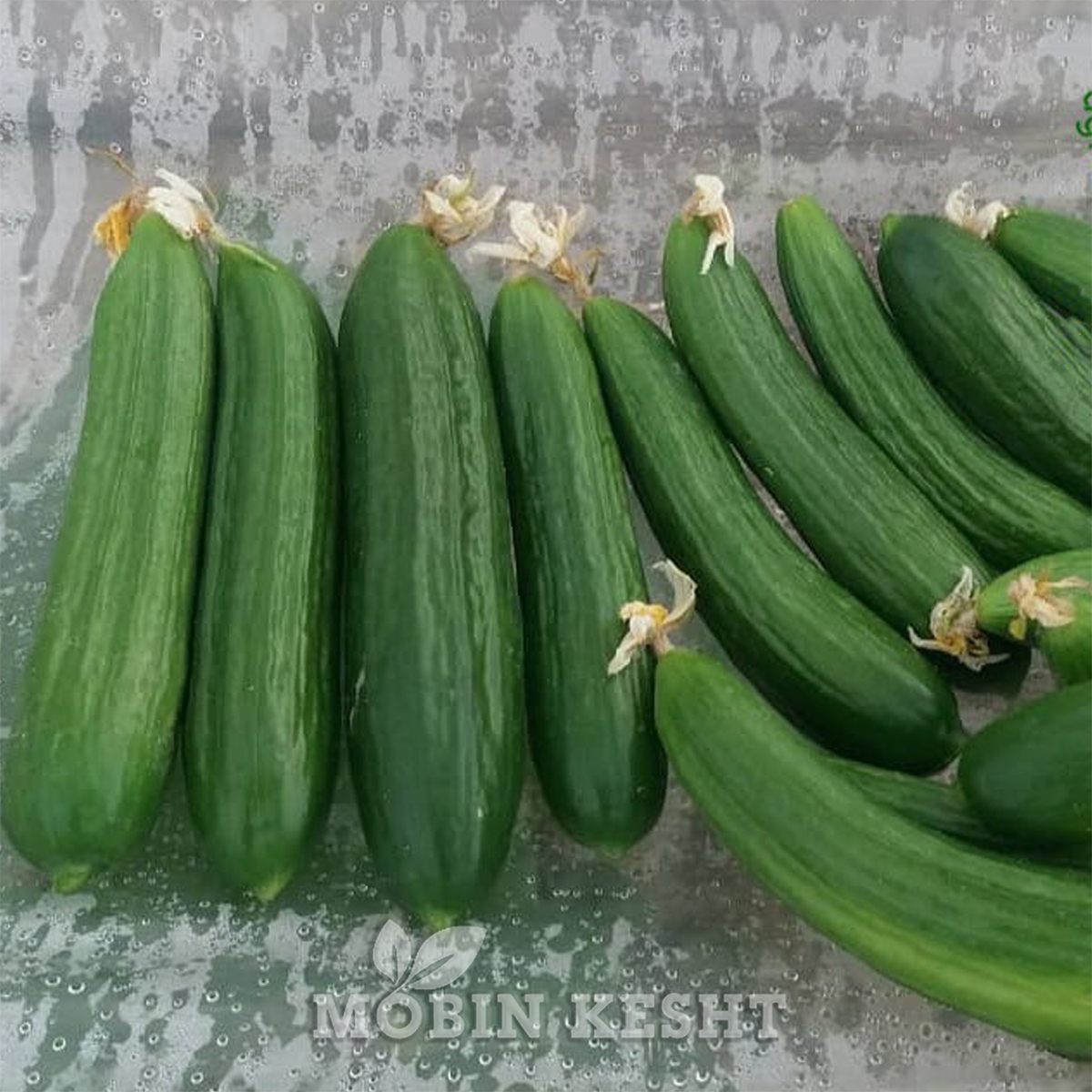عکس بذر خیار 8306