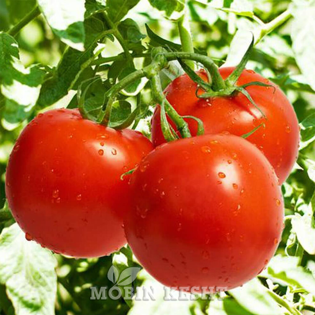 عکس بذر گوجه کومودورو