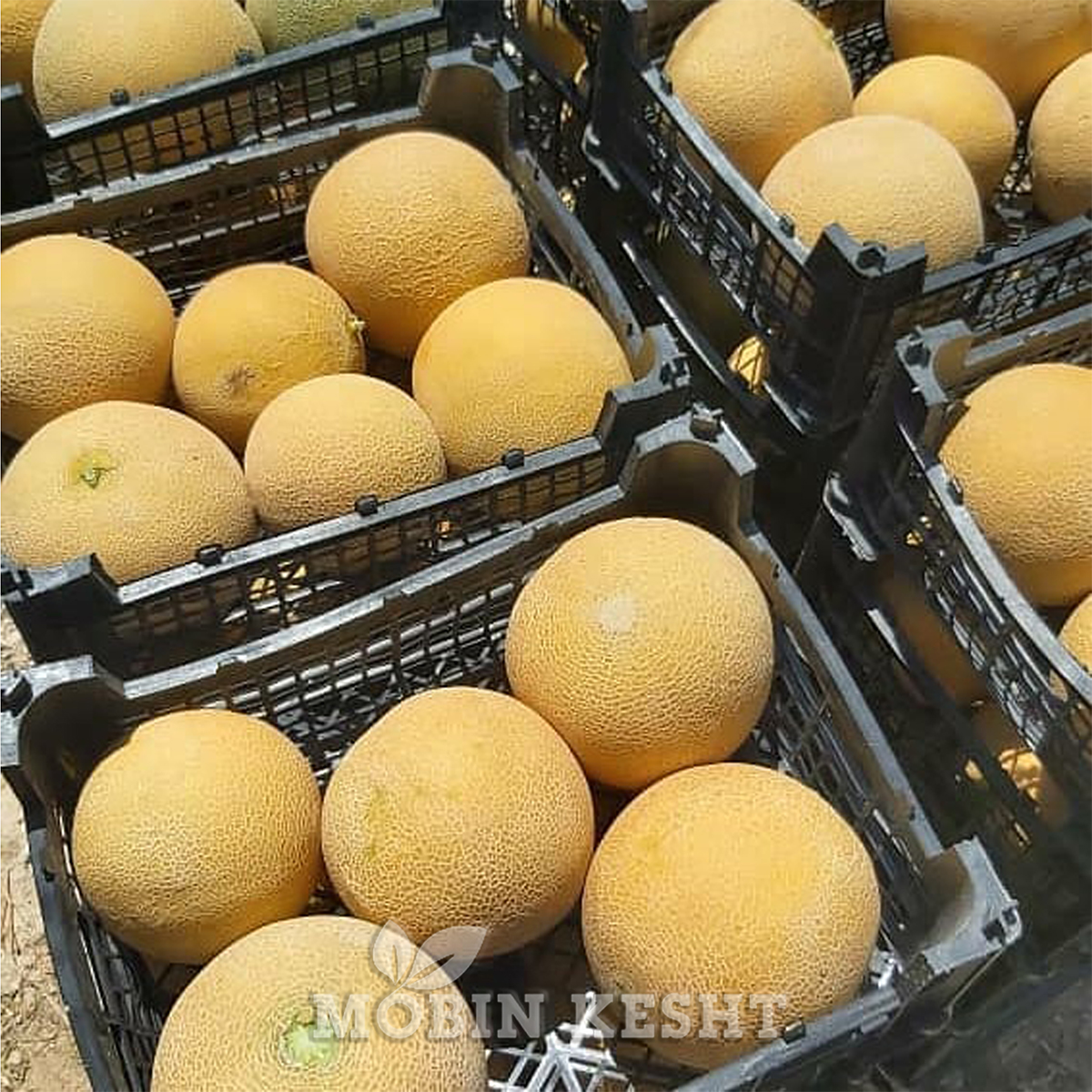 عکس ملون بالدو