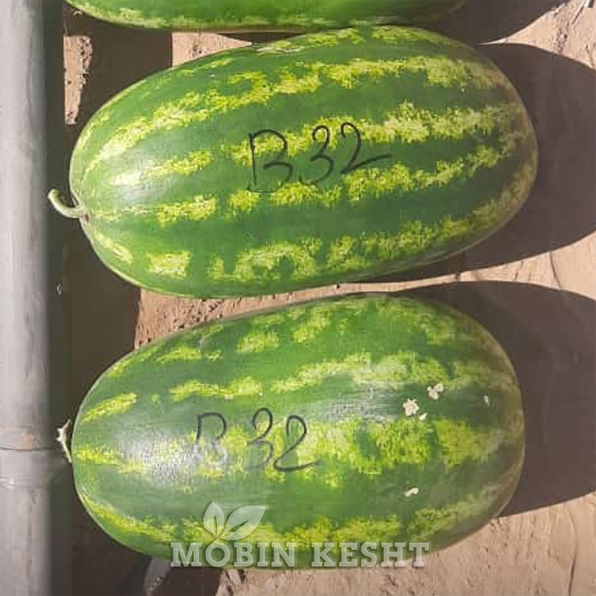 عکس هندوانه بی 32 سمینیس