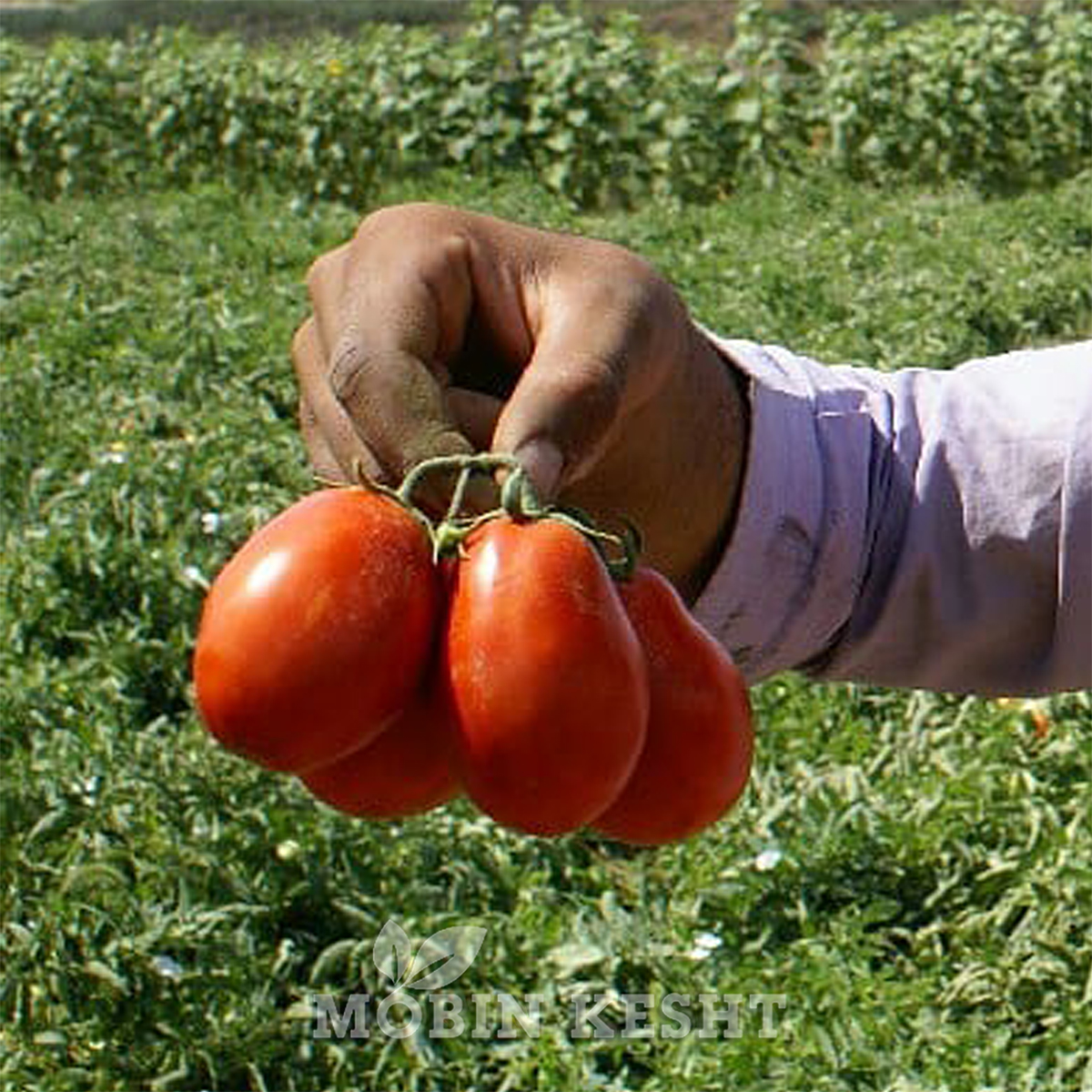 بذر گوجه مارکنی - تصویر 2