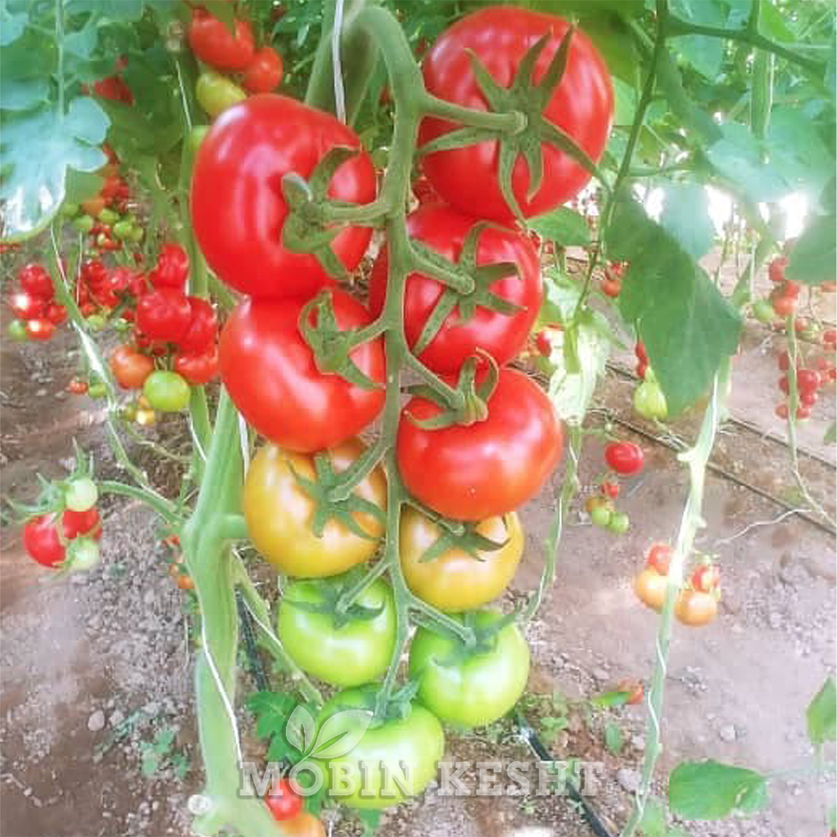 عکس گوجه ونترو