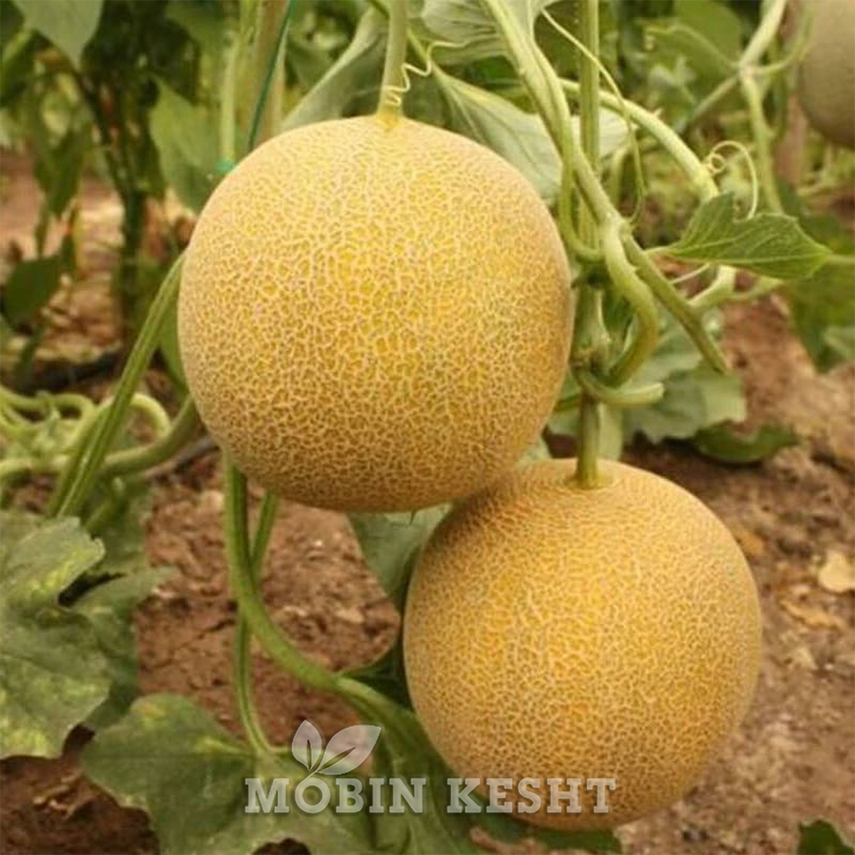 ملون بالدو