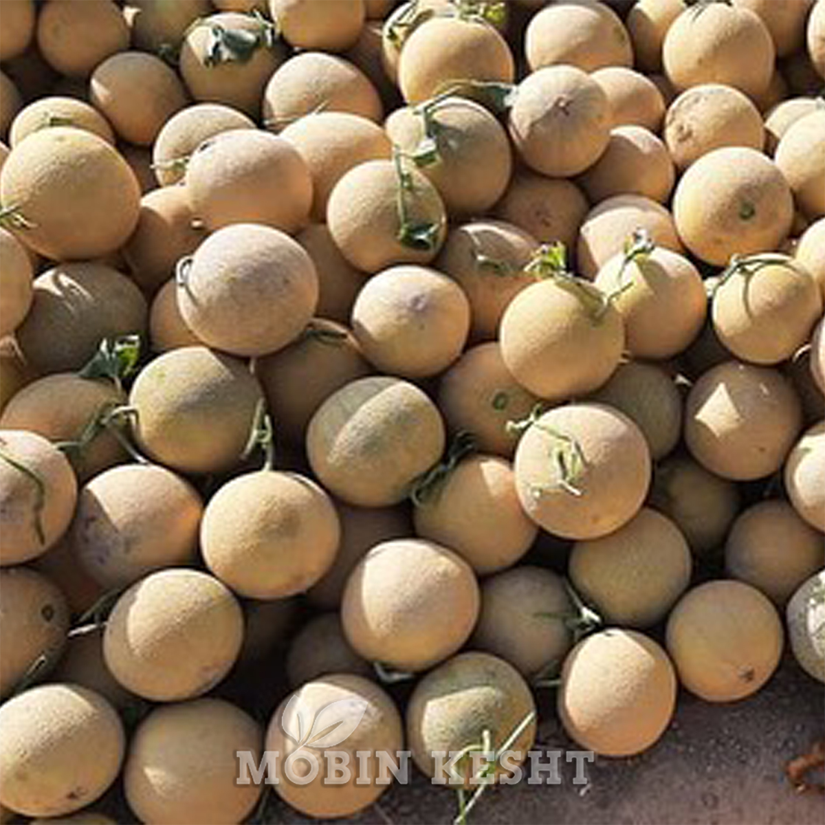ملون میلگرو