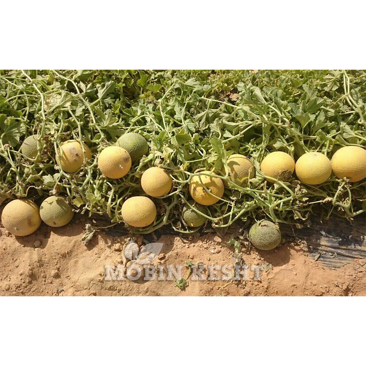 ملون پولینیکا سمینیس