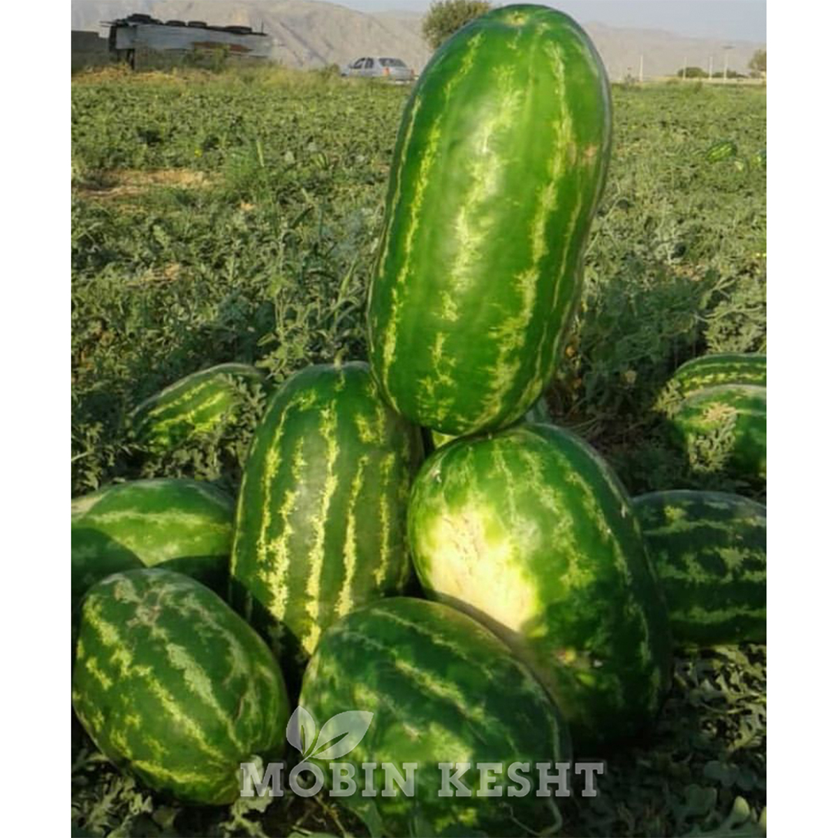 هندوانه سانتاماتیلده