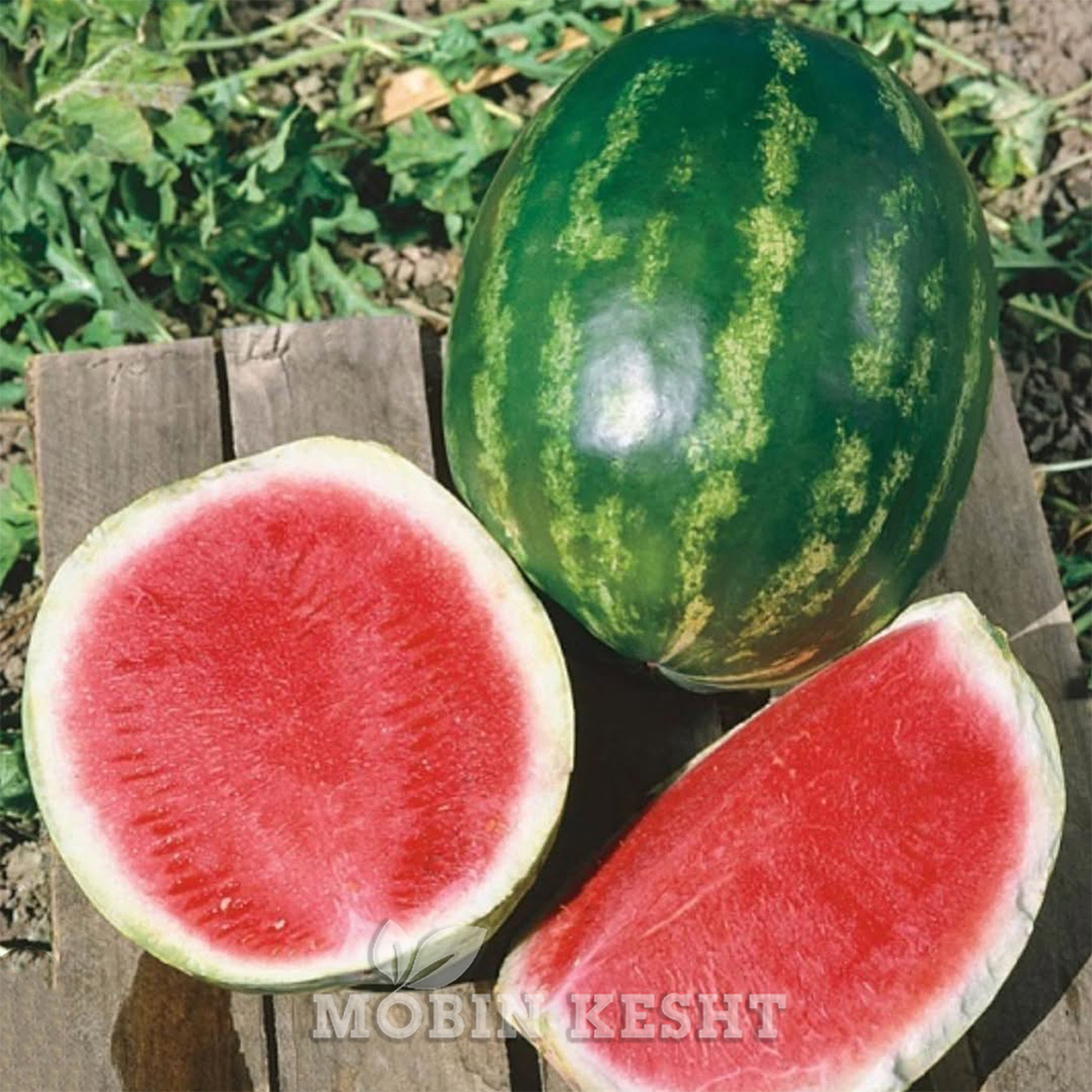 هندوانه مونتانا