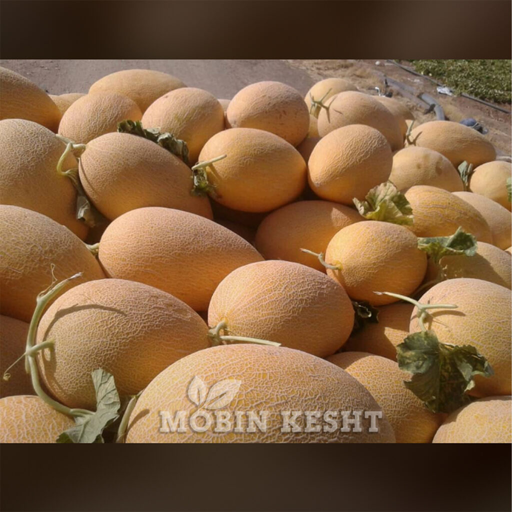 عکس بذر خربزه ارگون جلالی