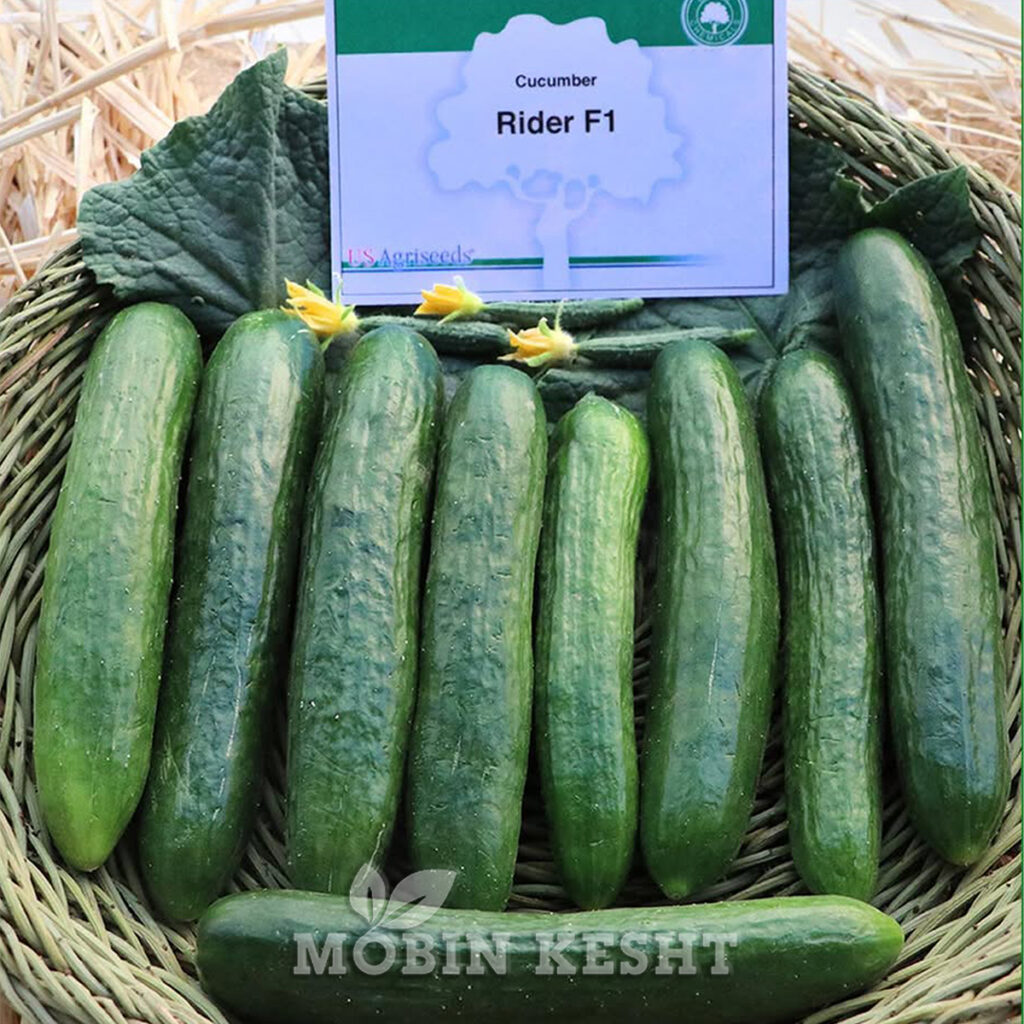 عکس بذر خیار رایدر