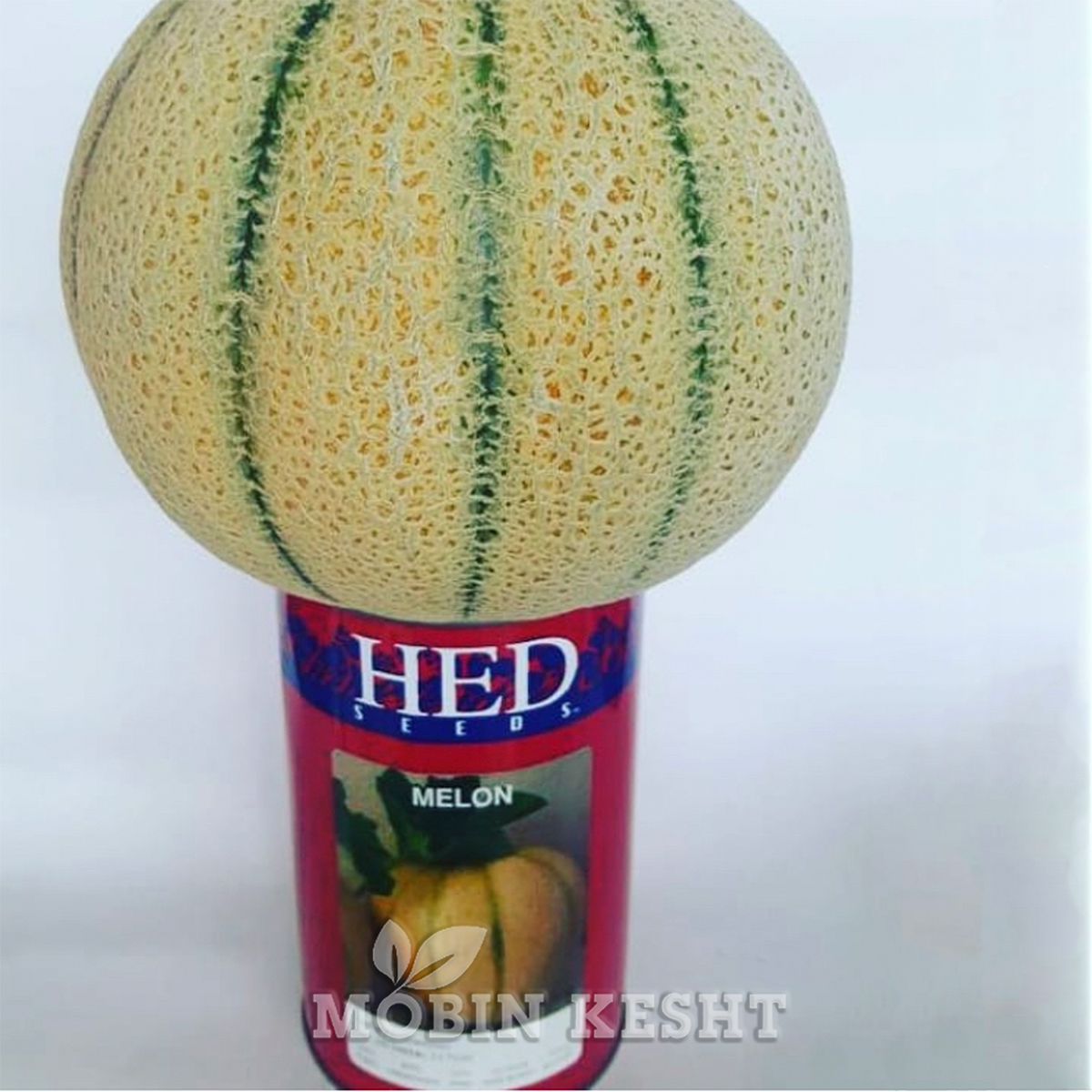 عکس بذر سمسوری هد