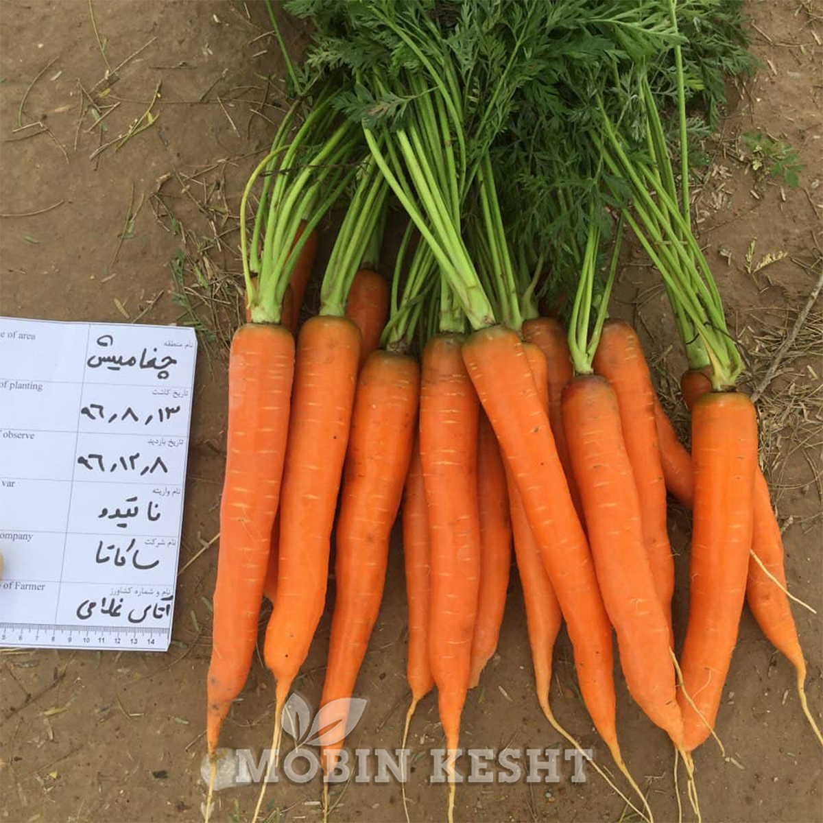 عکس بذر هویج ناتیوا ساکاتا