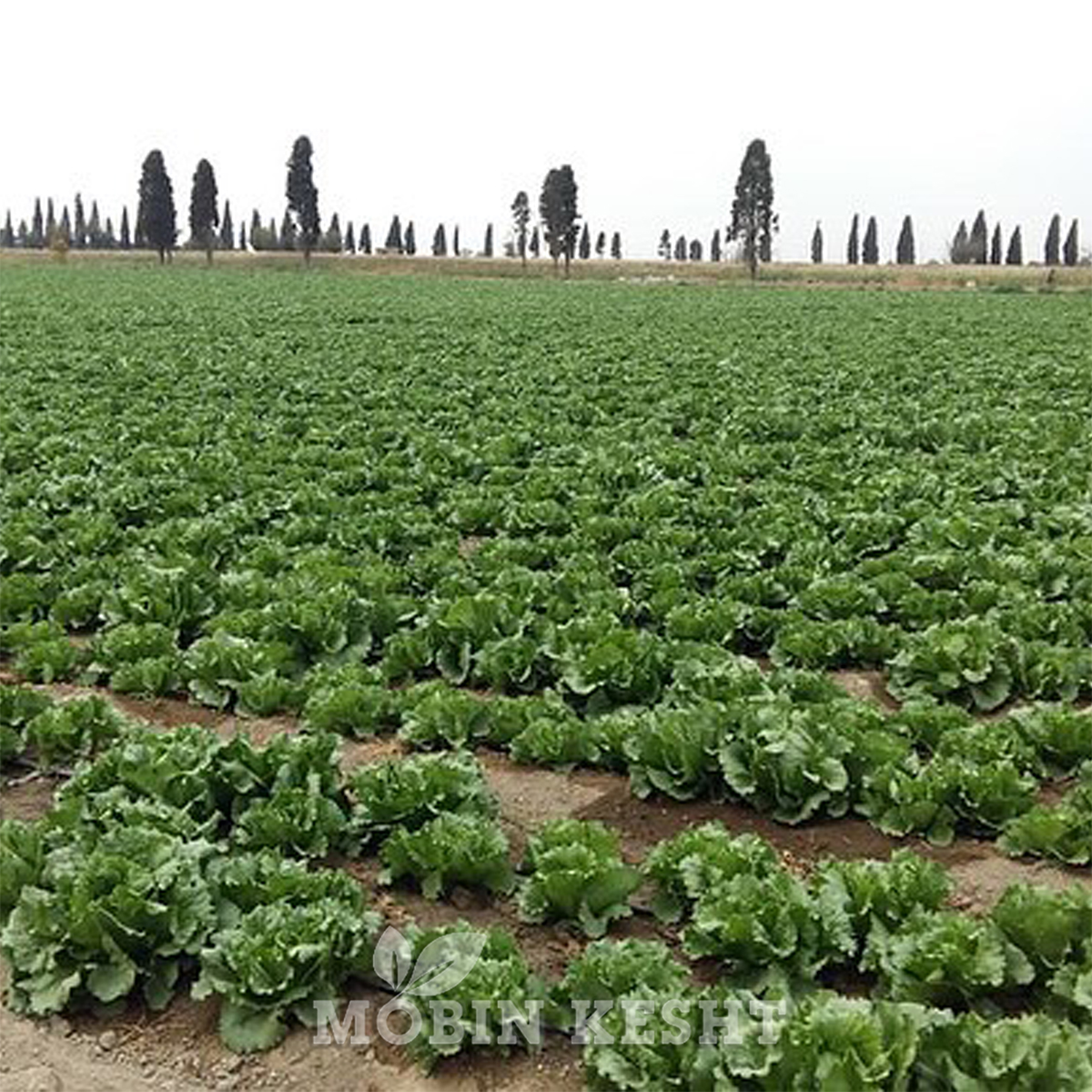 عکس بذر کاهو سیسکو تاکی