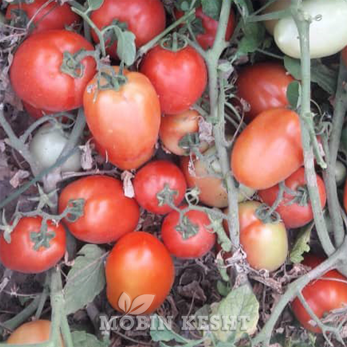 عکس بذر گوجه فرنگی دلار