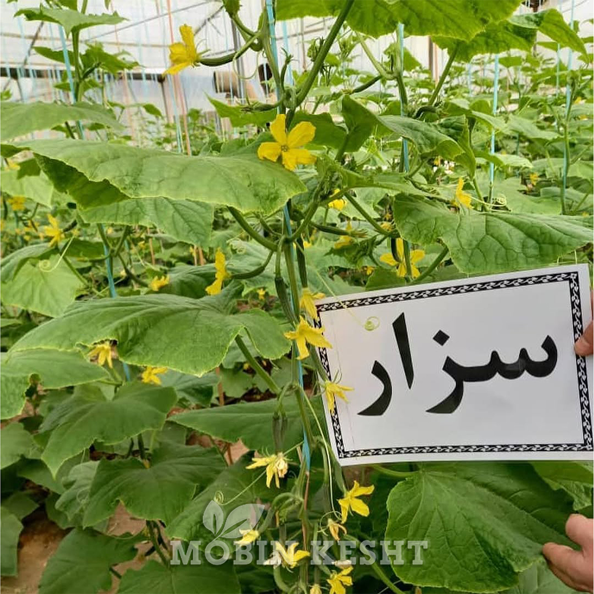 عکس خیار سزار