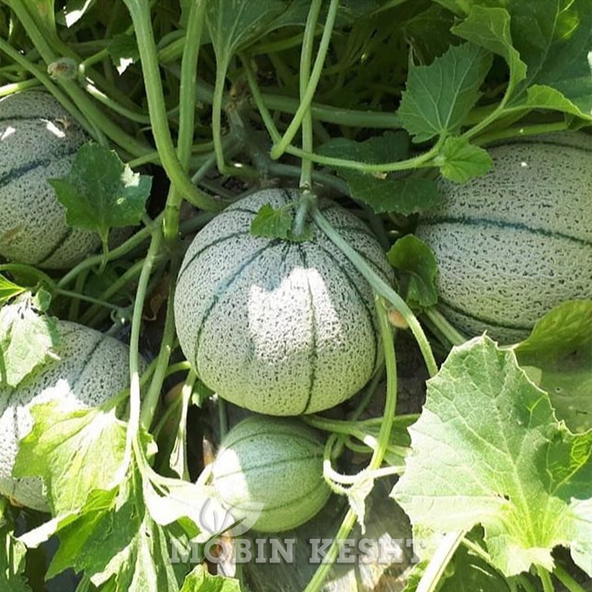 عکس طالبی هد