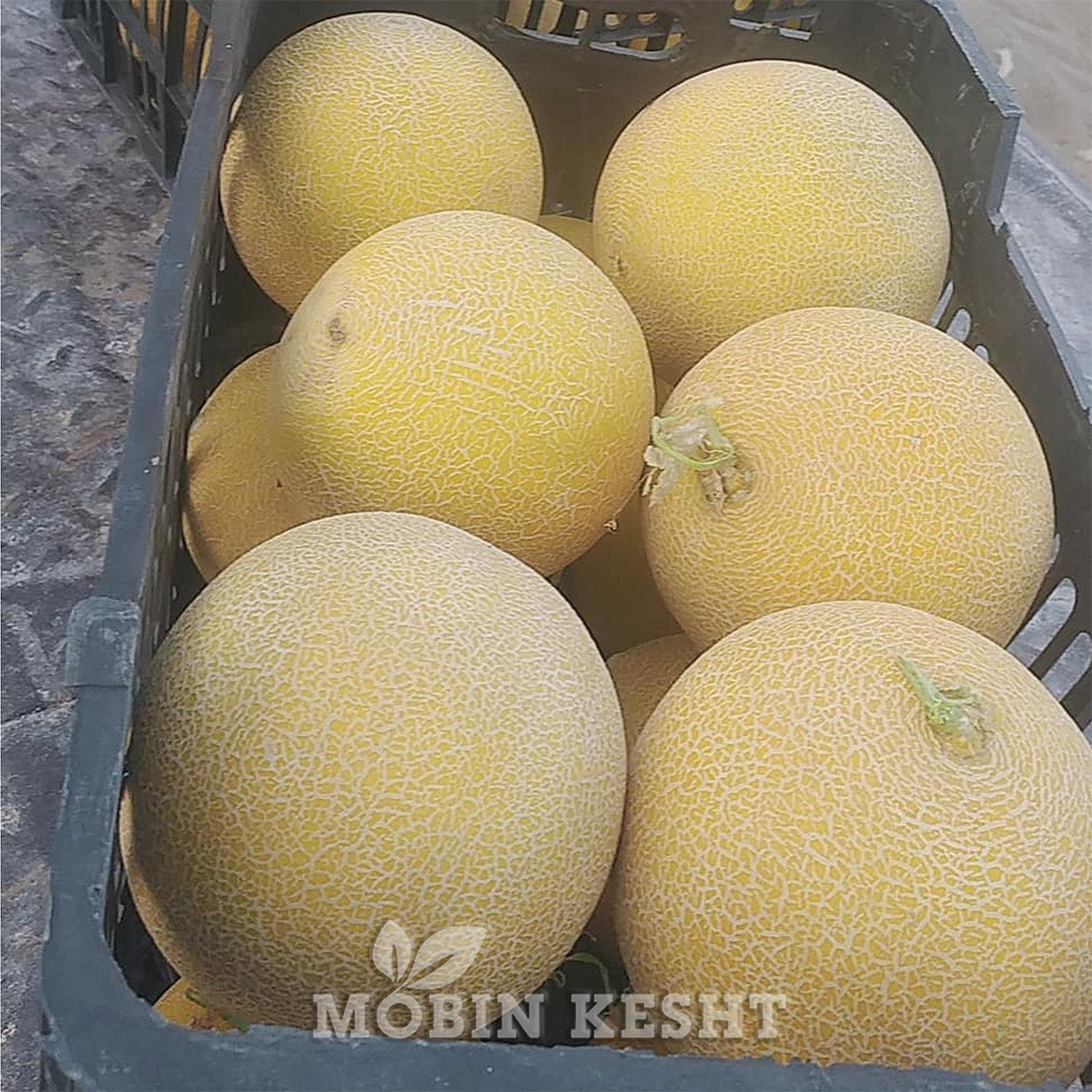 عکس ملون آریانا نیکرسون