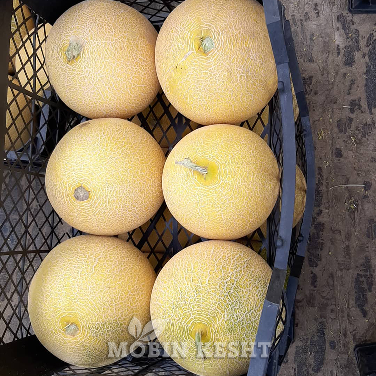عکس ملون آریانا