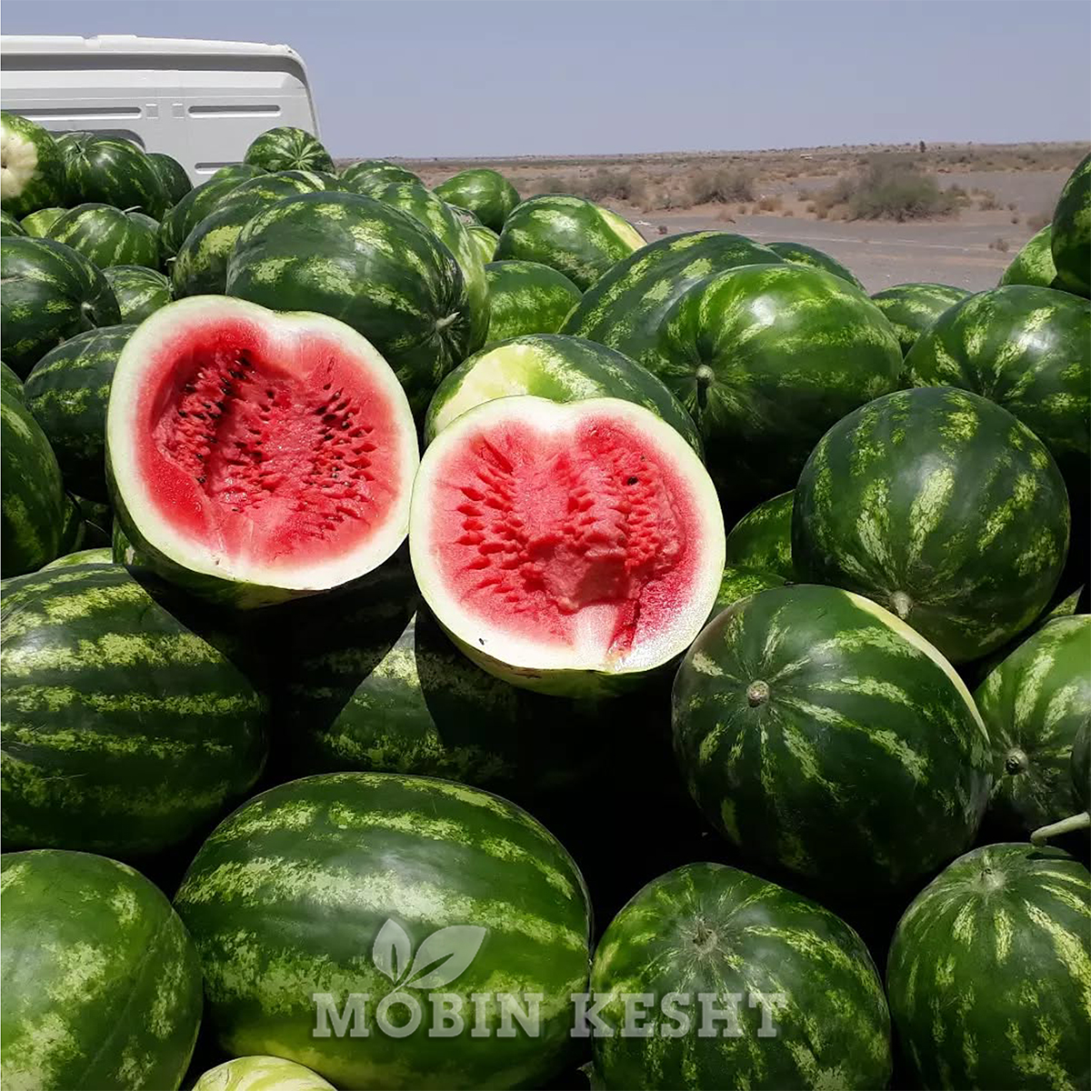 عکس هندوانه تامرلن نانهمز