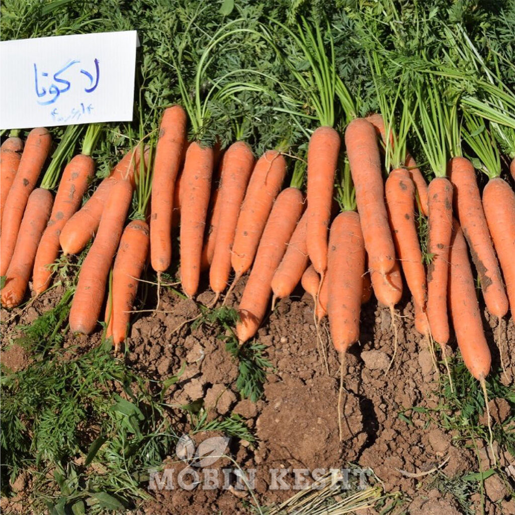 عکس هویج لاگونا