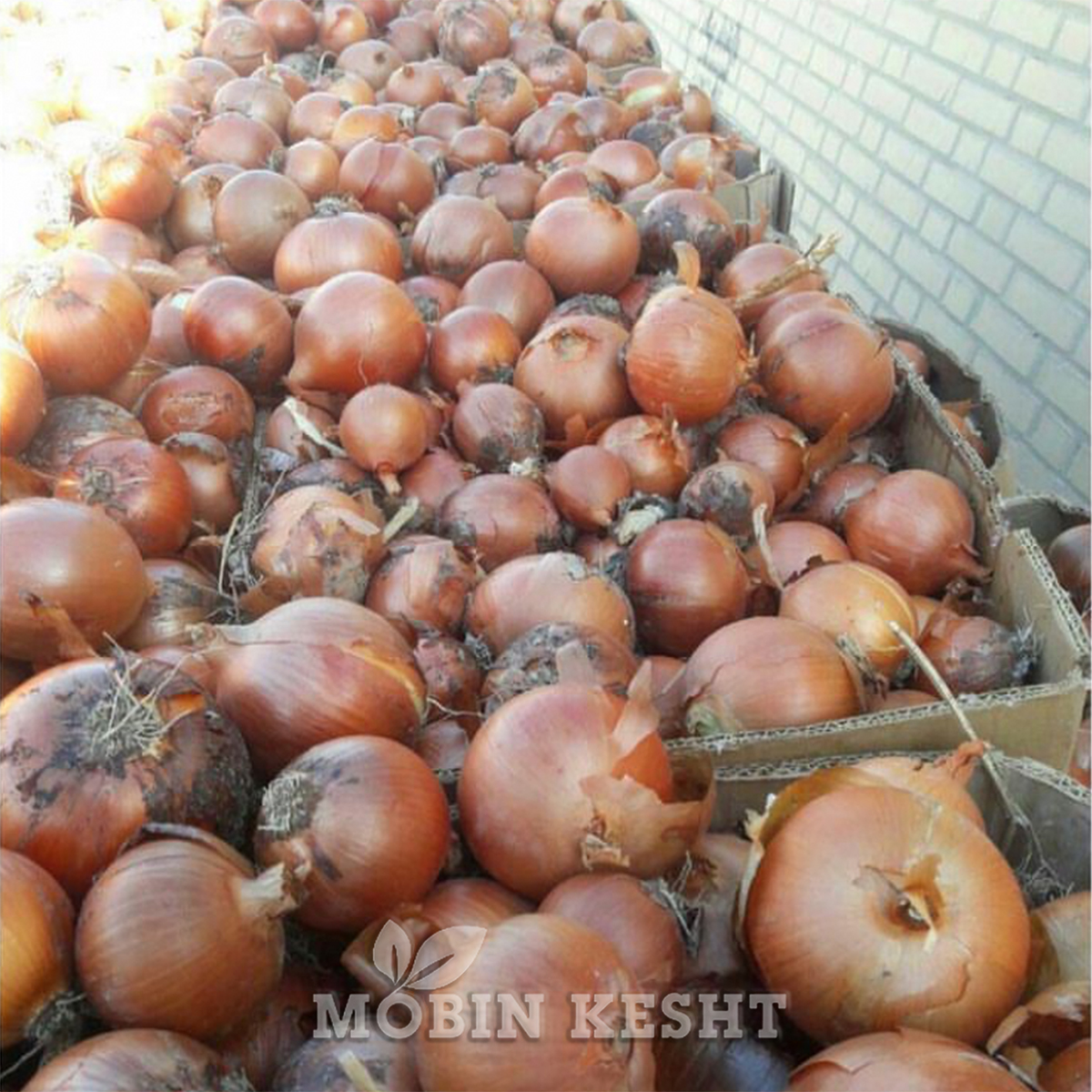 عکس پیاز زرگان