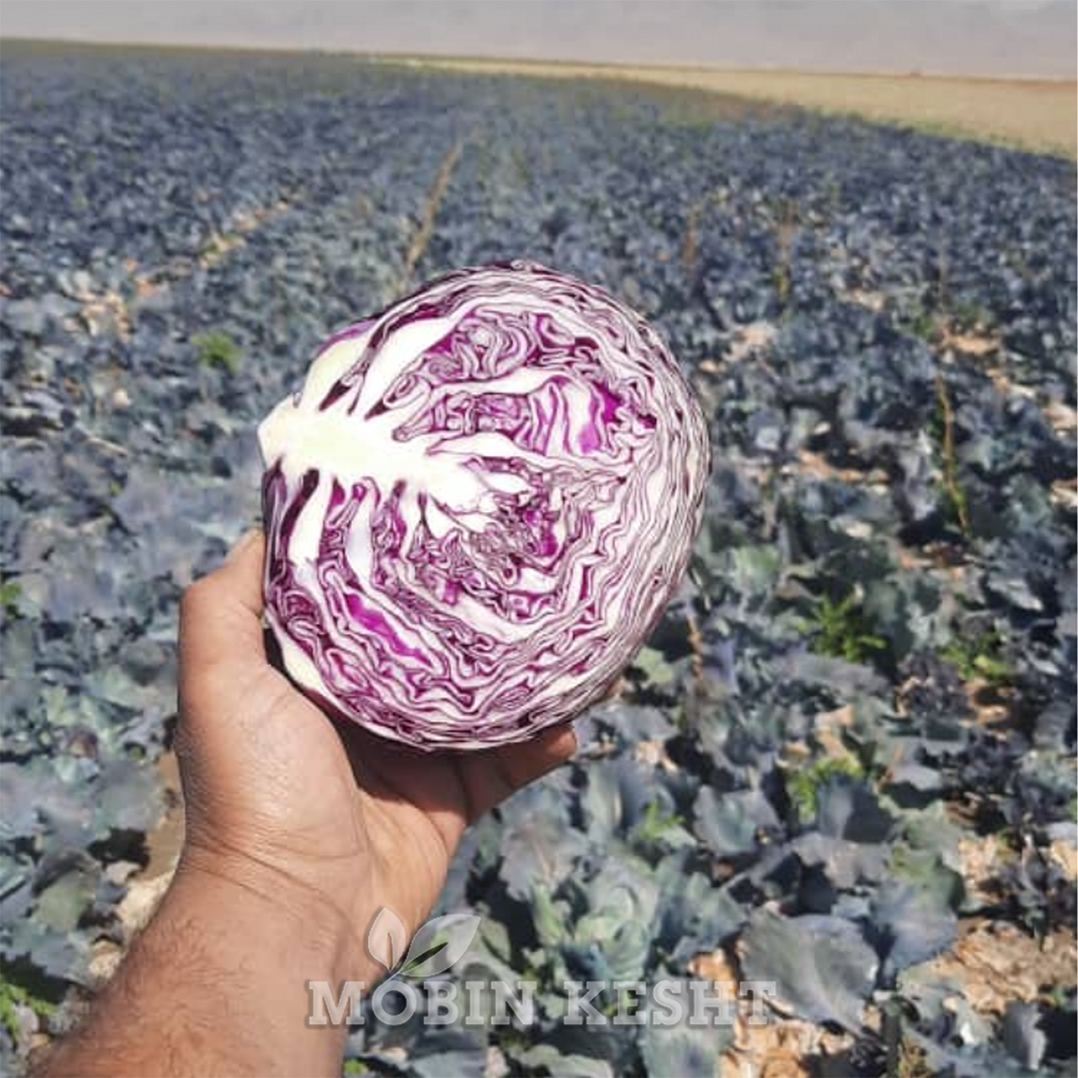 عکس کلم روبی کینگ