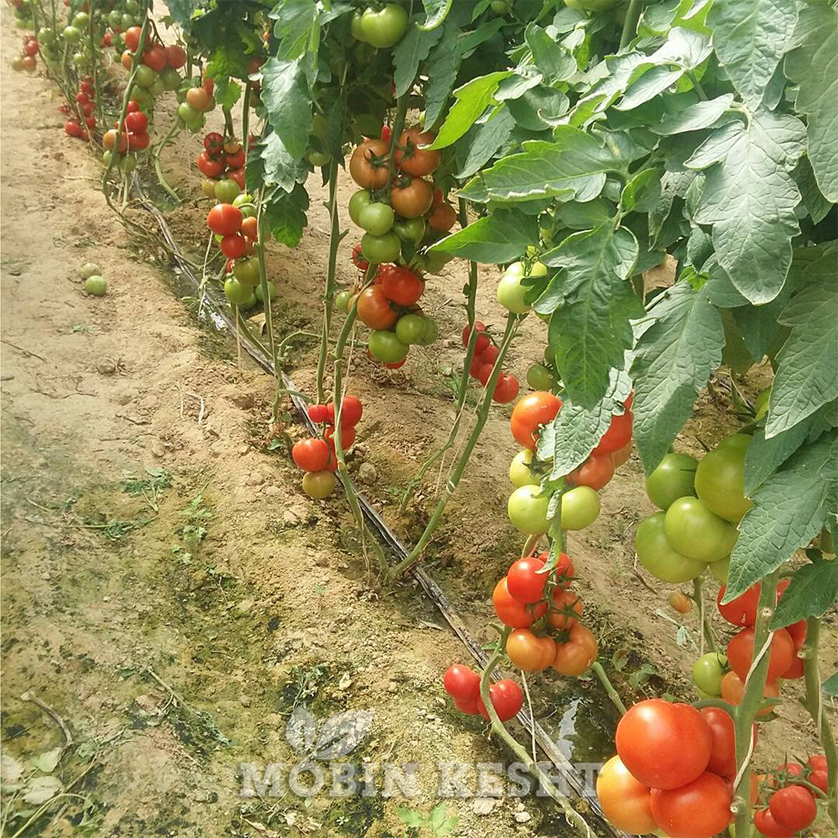 عکس گوجه ازمیر