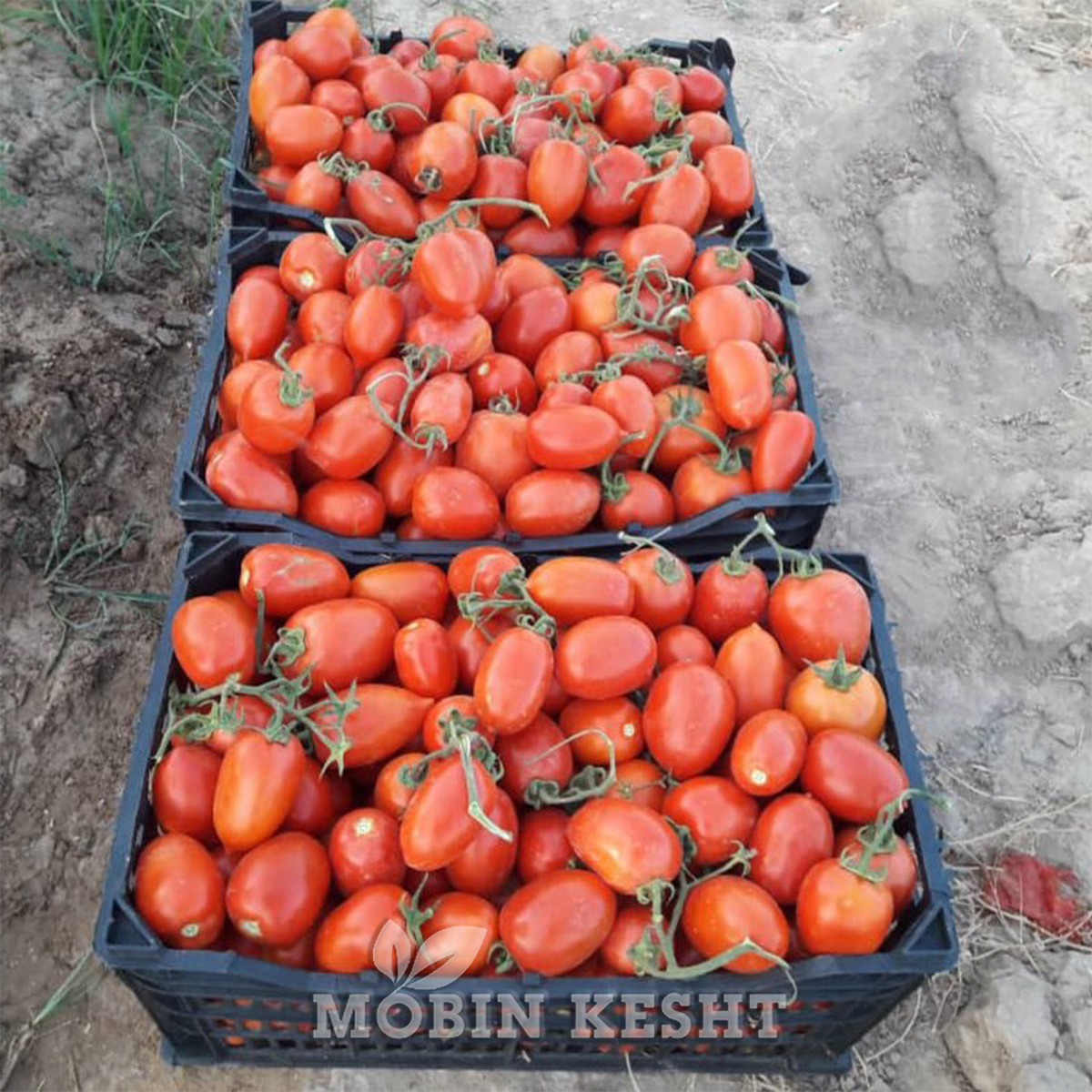 عکس گوجه دلار سیدوی