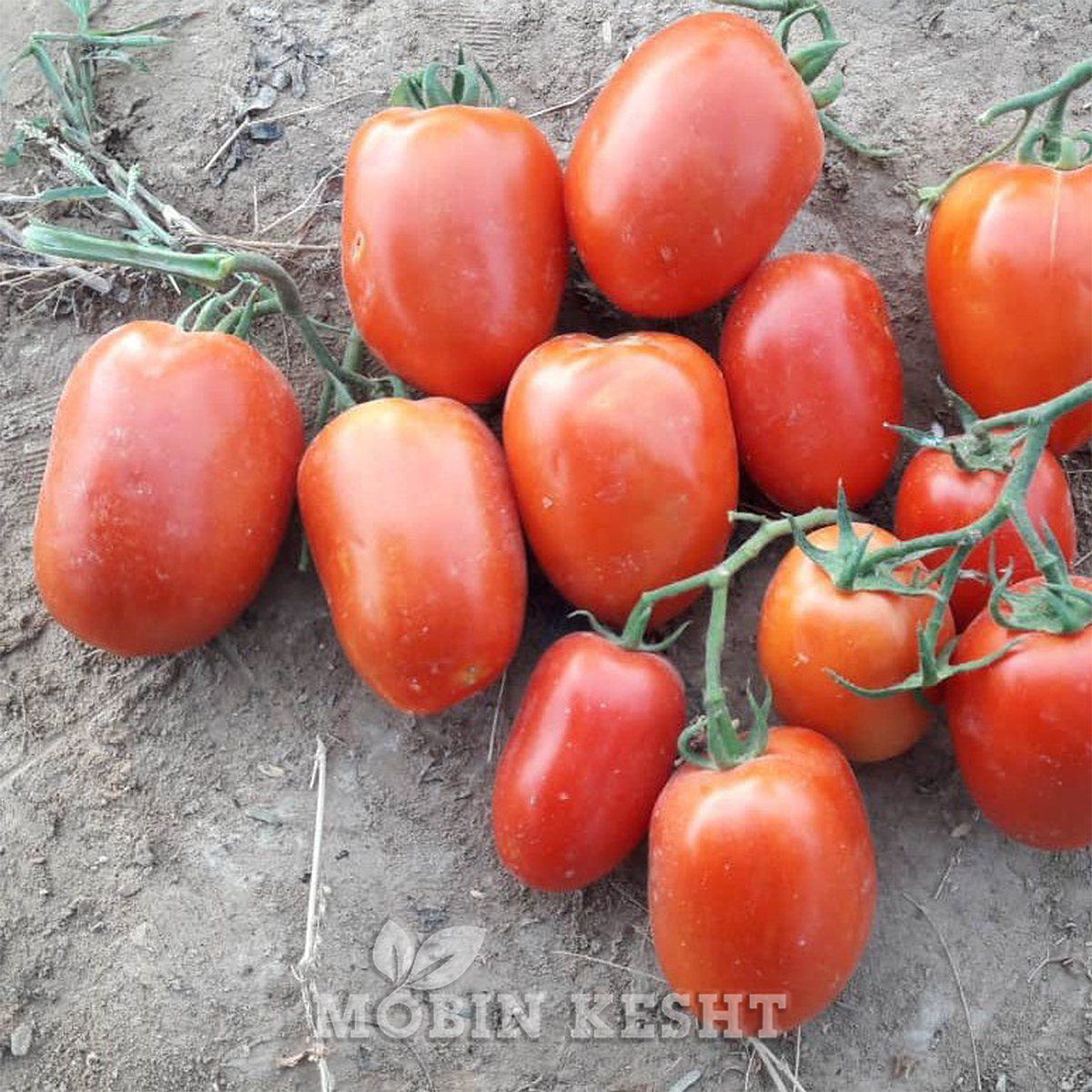 عکس گوجه فرنگی دلار