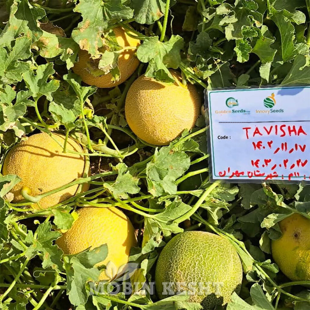 ملون تاویشا