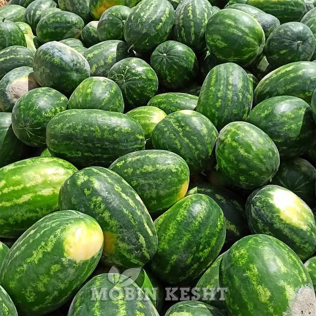 هندوانه تامرلن