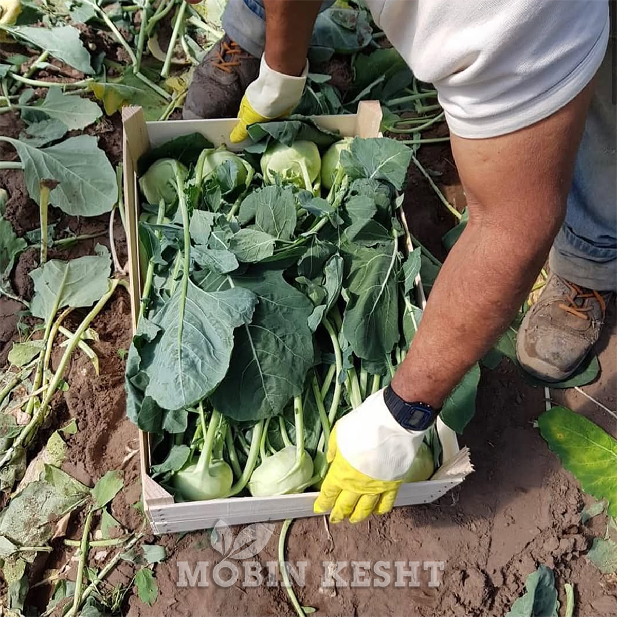 کلم قمری وینر تاکی
