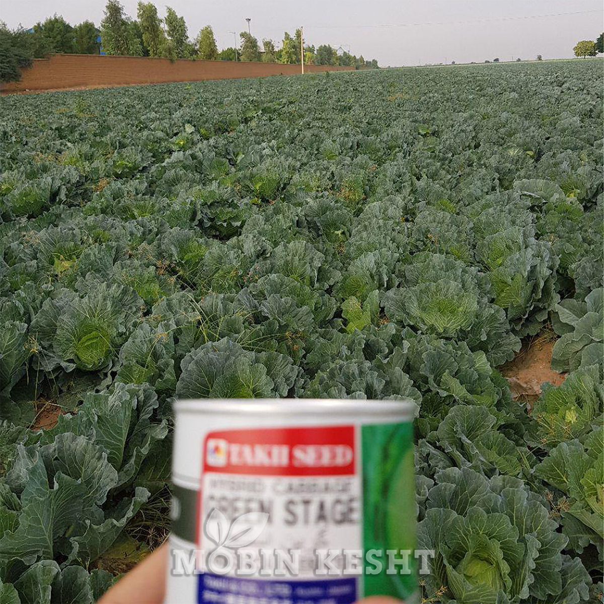 کلم گرین استیج