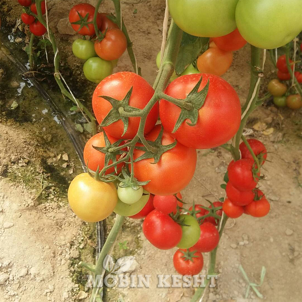 گوجه ازمیر