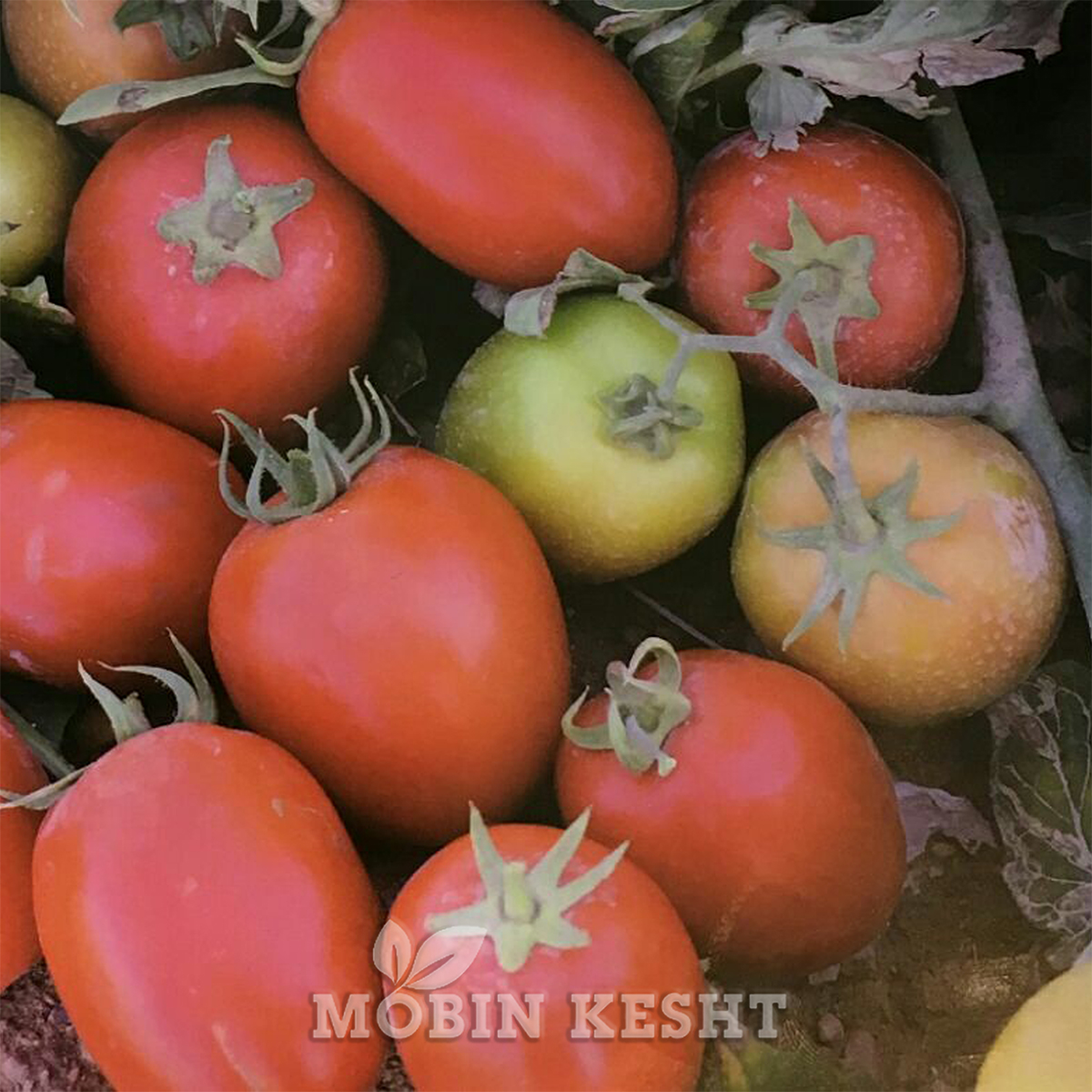 گوجه دلار سیدوی
