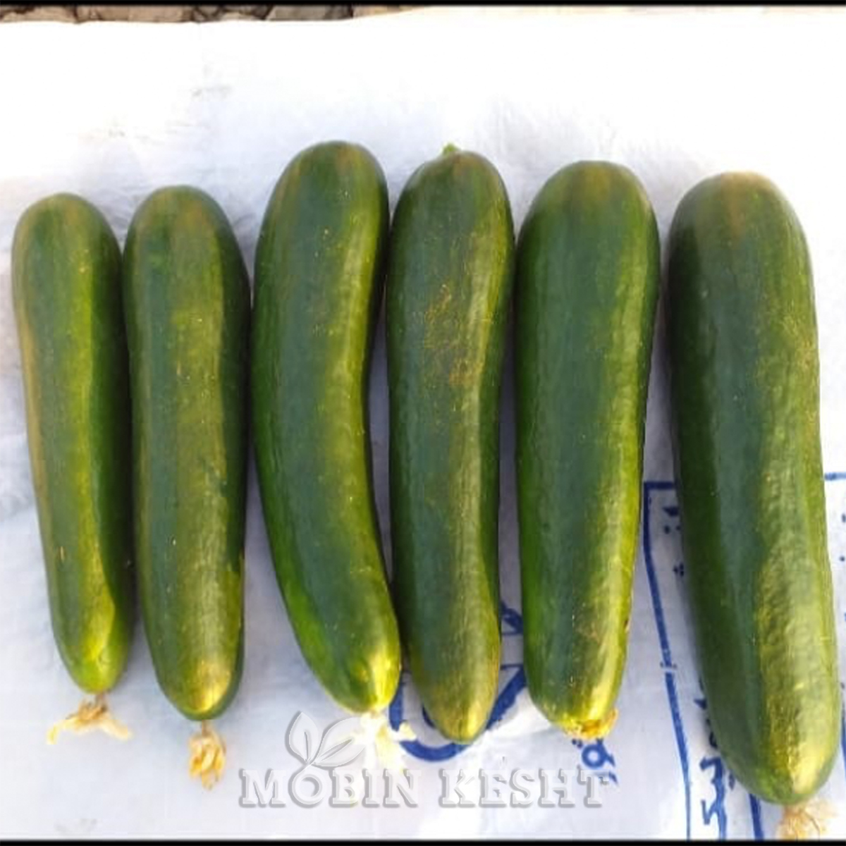 خیار دانوب