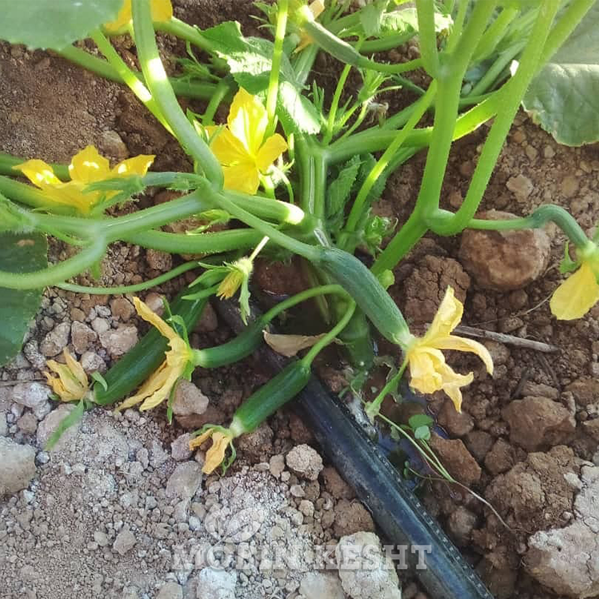 خیار غنیمت آرگتو
