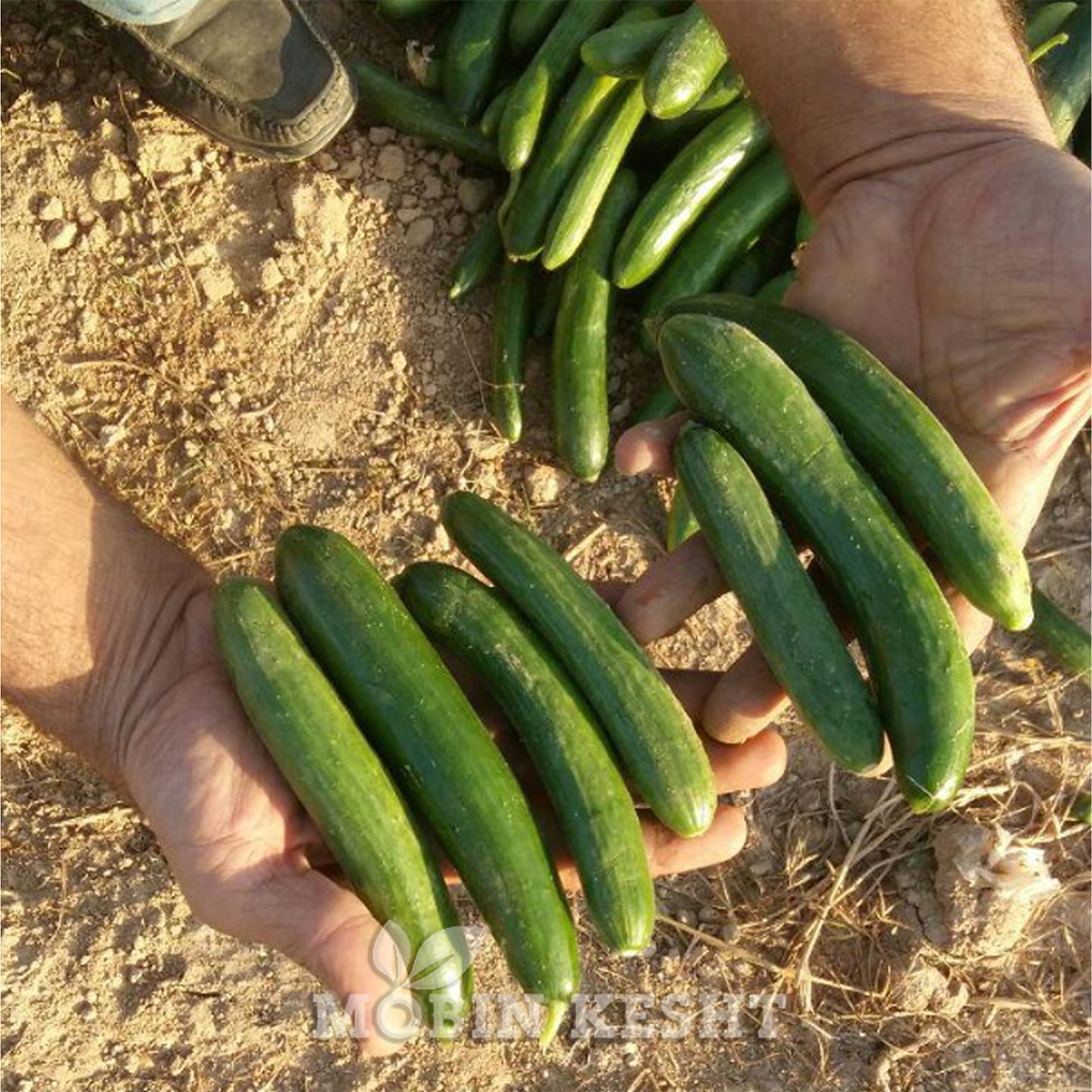 خیار پیروز