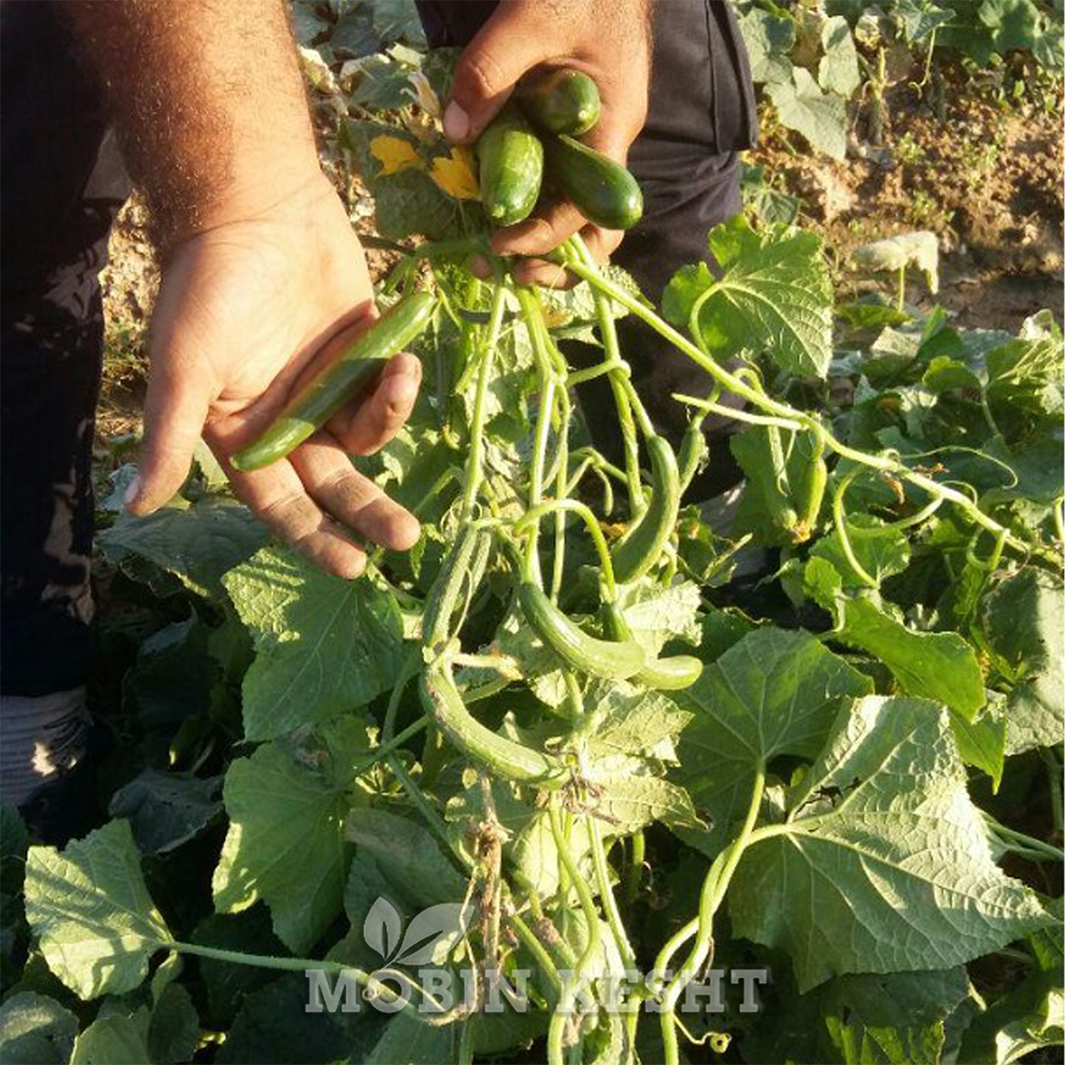 عکس خیار پیروز