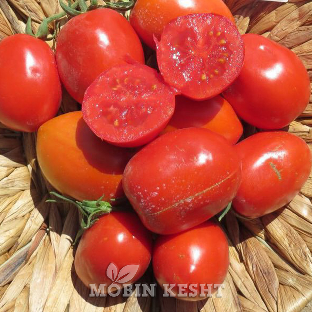 عکس بذر گوجه هایپیل 303