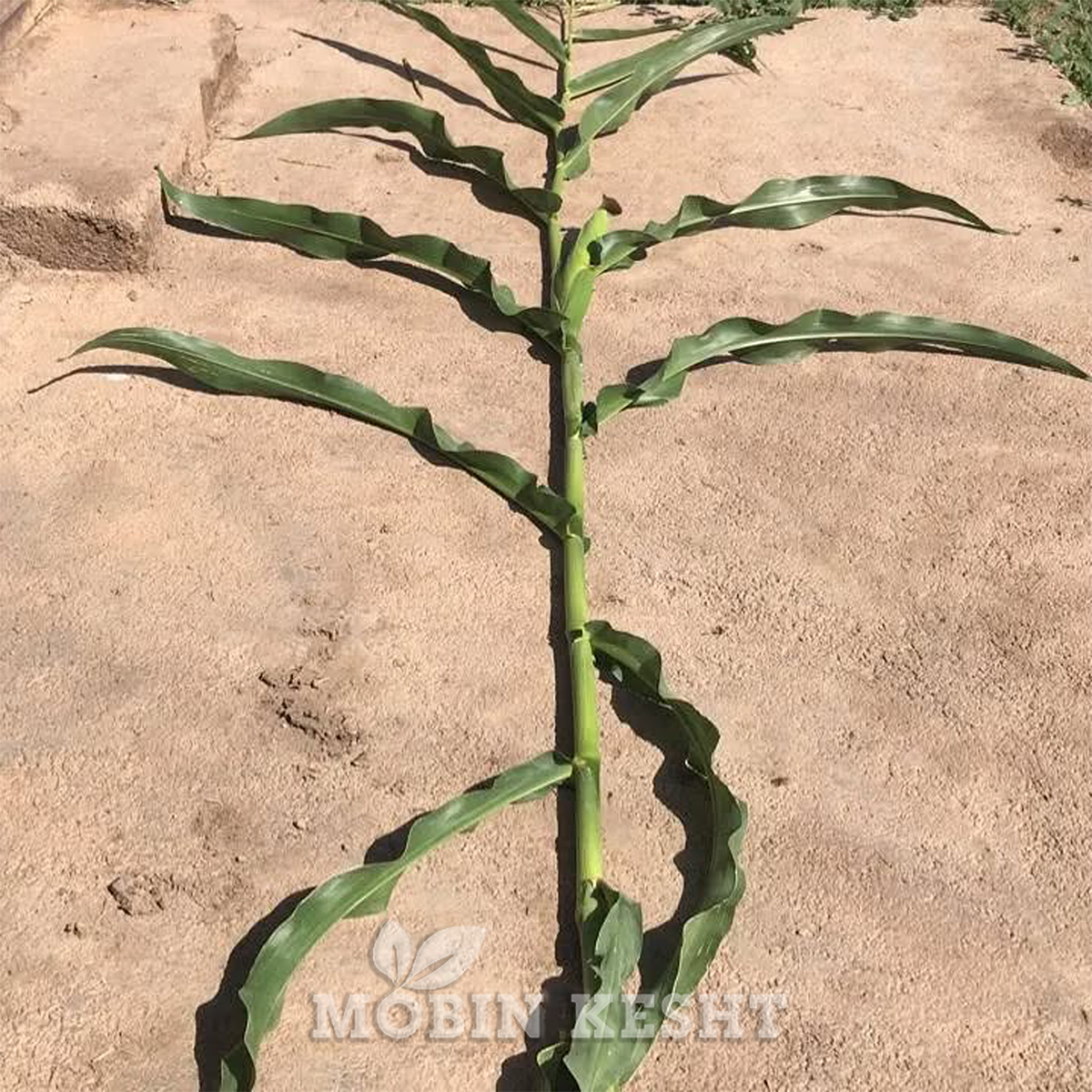 عکس ذرت ماکسیما مجارستان