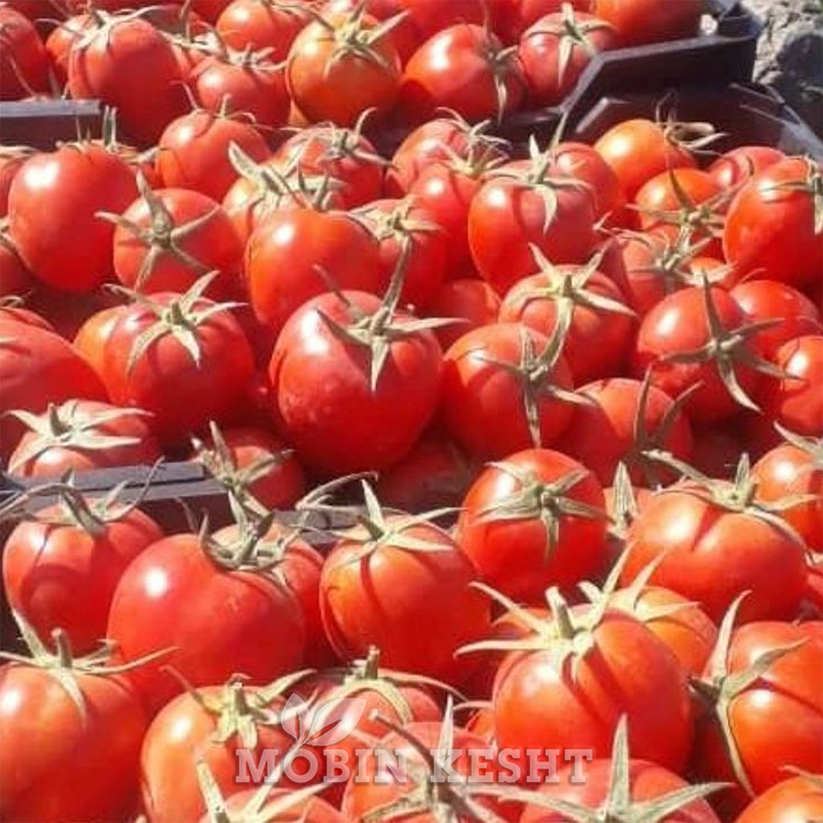عکس گوجه افرا انزا