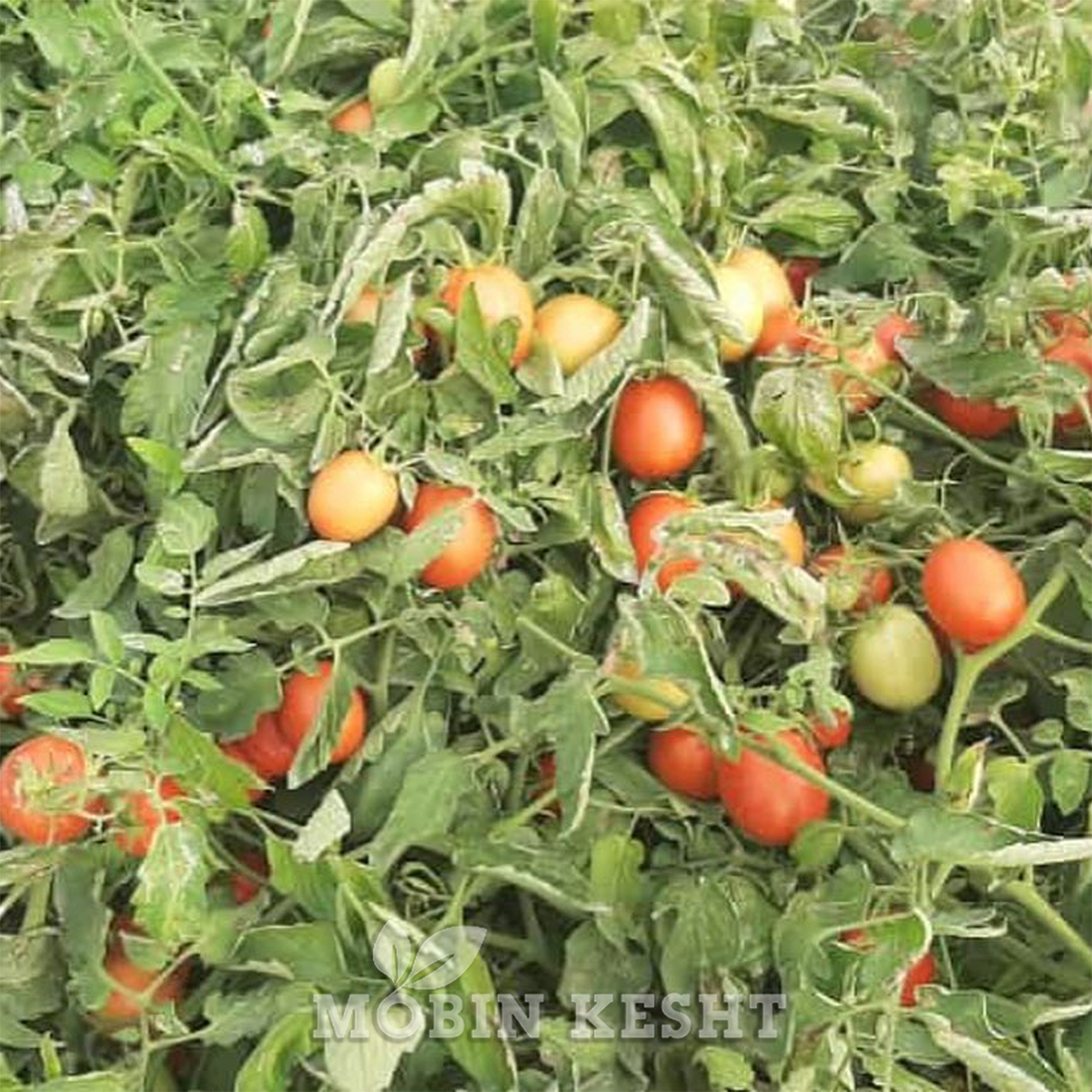 عکس گوجه افرا