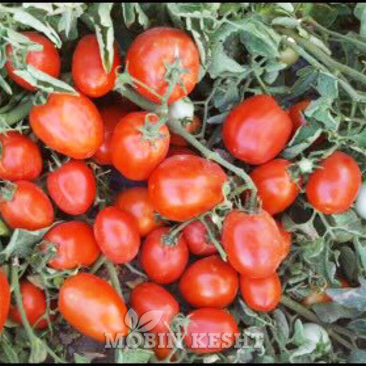 عکس گوجه ایزما