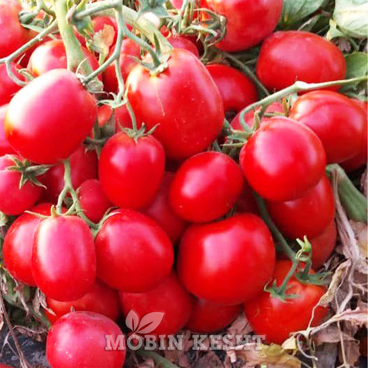 گوجه ایزما گرین ولتز